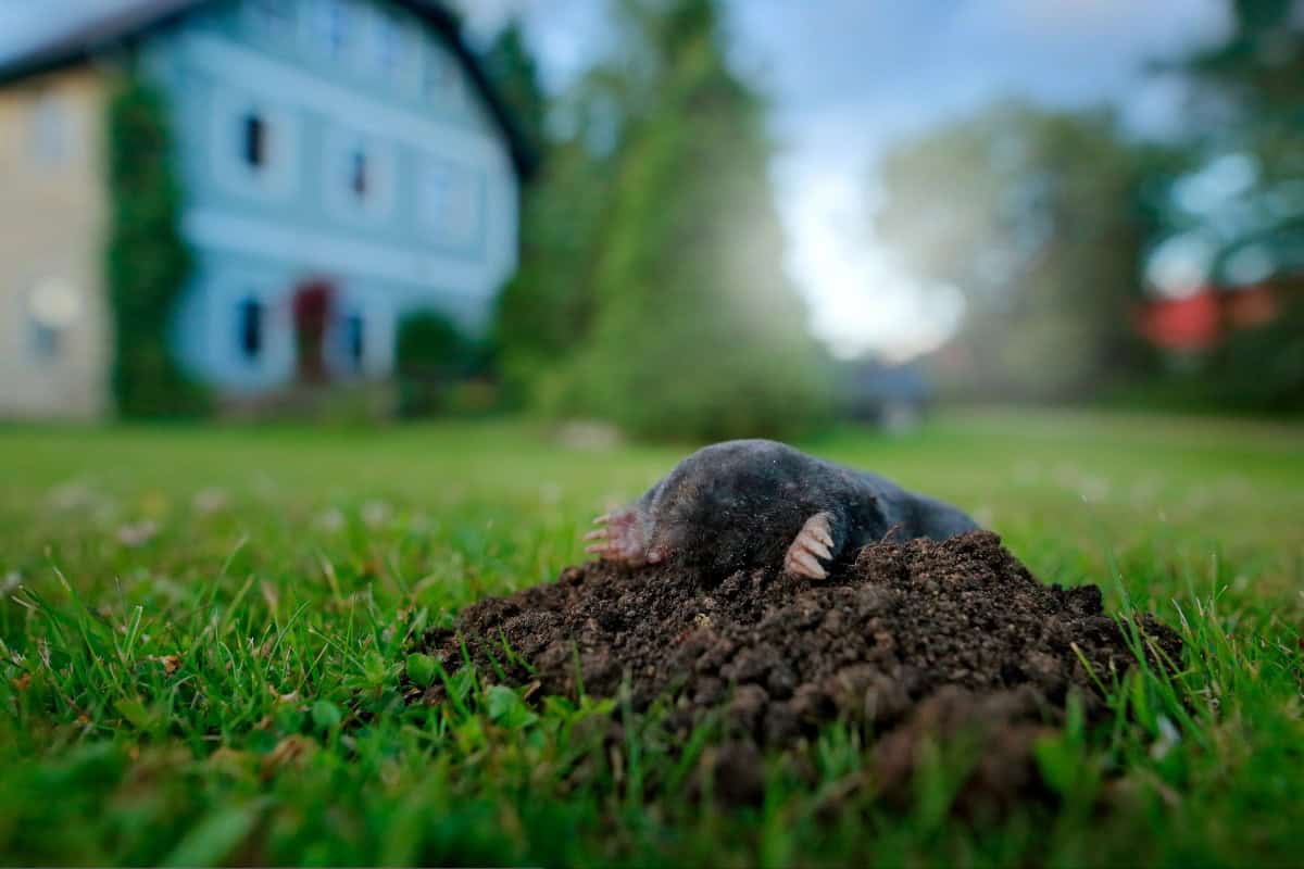 Small mole digging in the garden soil, illustrating underground animal activity for mole control.