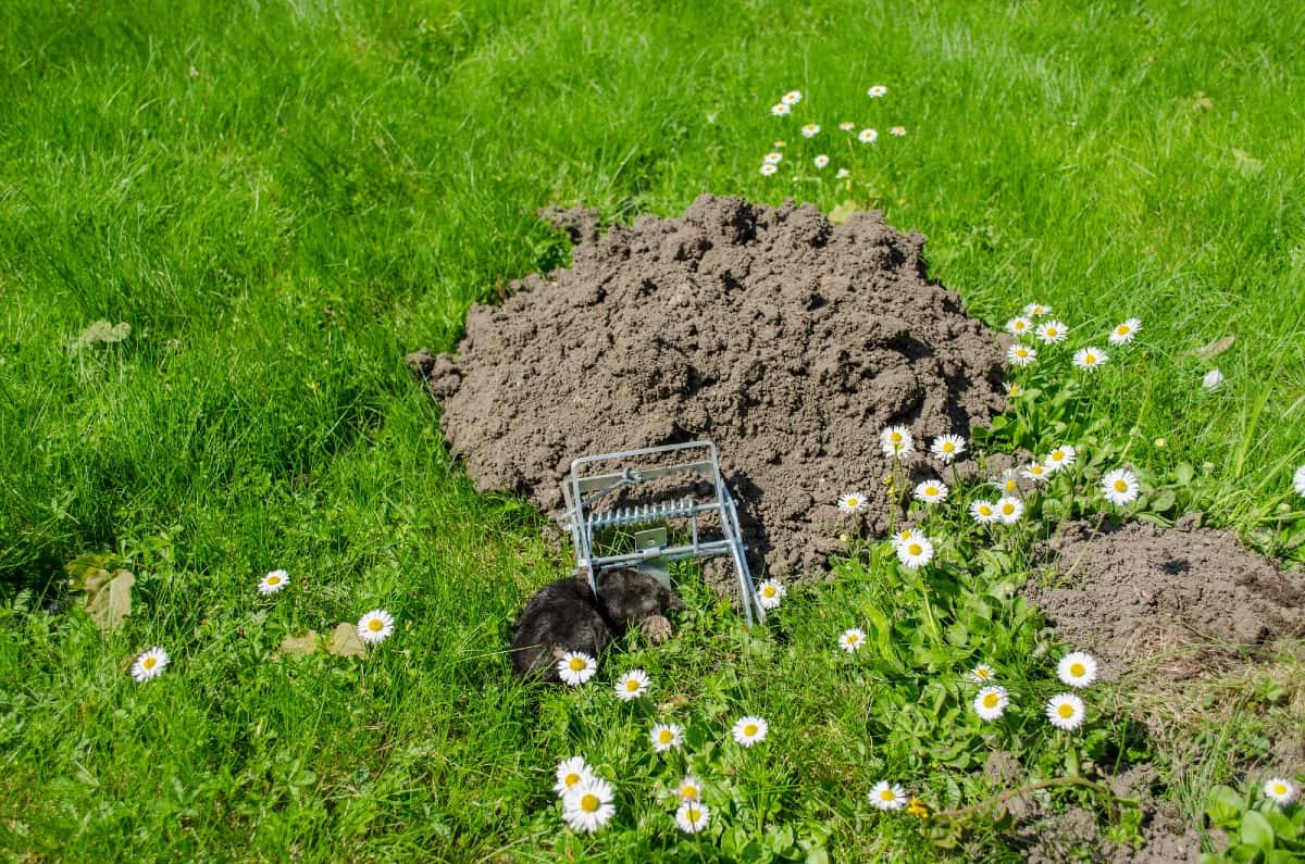 Live trap set for mole removal with newly dug soil and surrounding daisies on green grass.