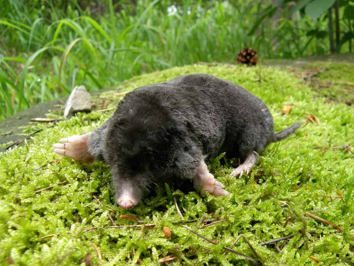 Small black mole with pink paws on green mossy ground in a forest setting.