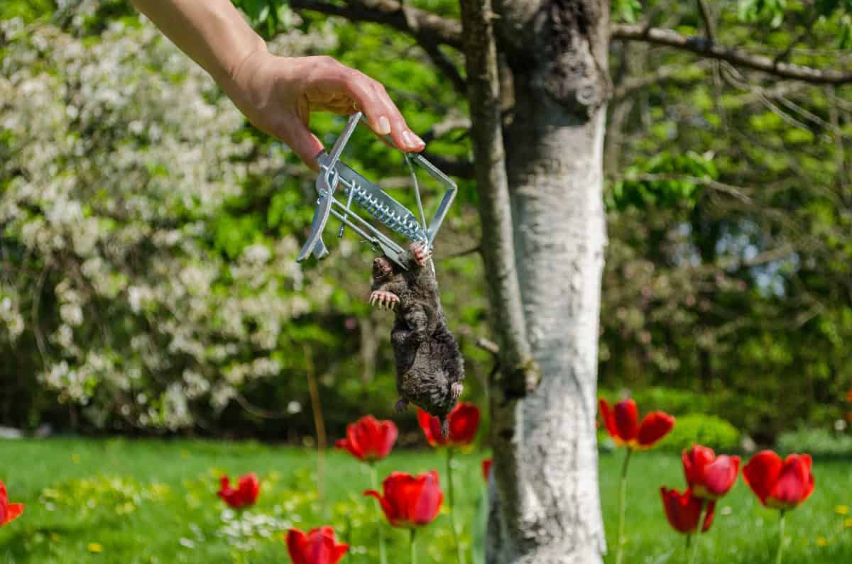 Dead mole trapped in live animal trap, outdoors in a garden with flowers.