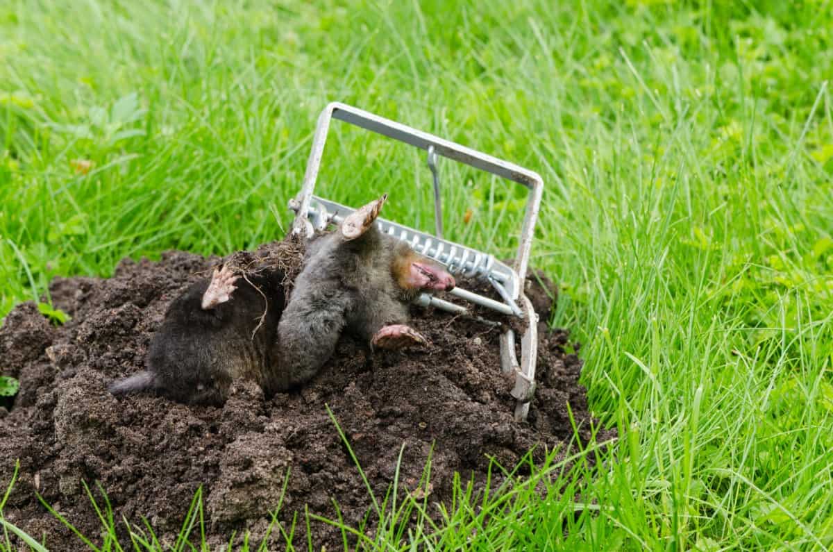 Dead mole trapped in a mouse trap on soil with grass background.
