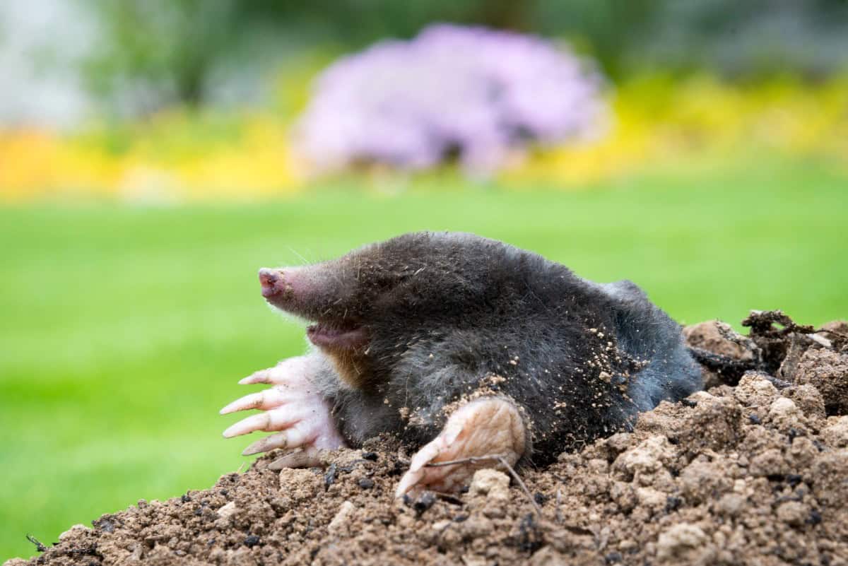 Mole emerging from the soil in a garden setting, showcasing its underground habitat.