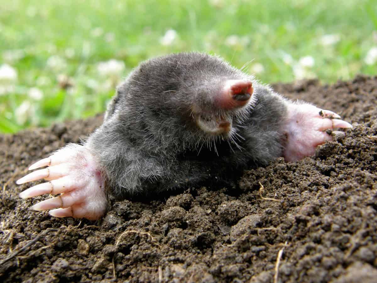 happy mole hill