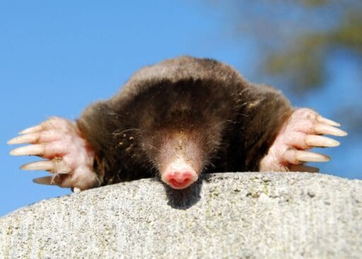 Small mole with pink nose and claws on concrete, natural underground burrowing animal, wildlife conservation.