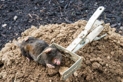 Small mole rat lying on dirt near a traditional mole trap in underground soil.