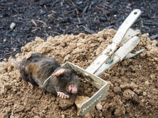 Small mole rat lying on dirt near a traditional mole trap in underground soil.