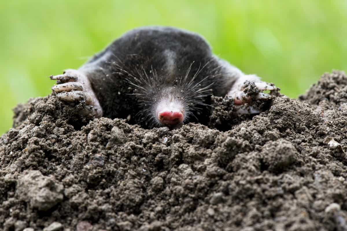 Mole emerging from the soil, close-up view of underground wildlife.
