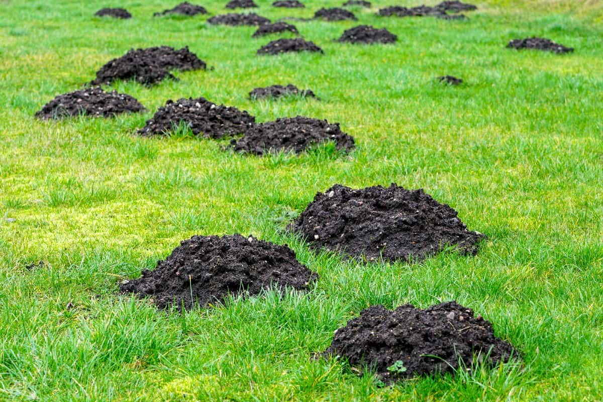 Clumps of soil and earthworms on green grass field.