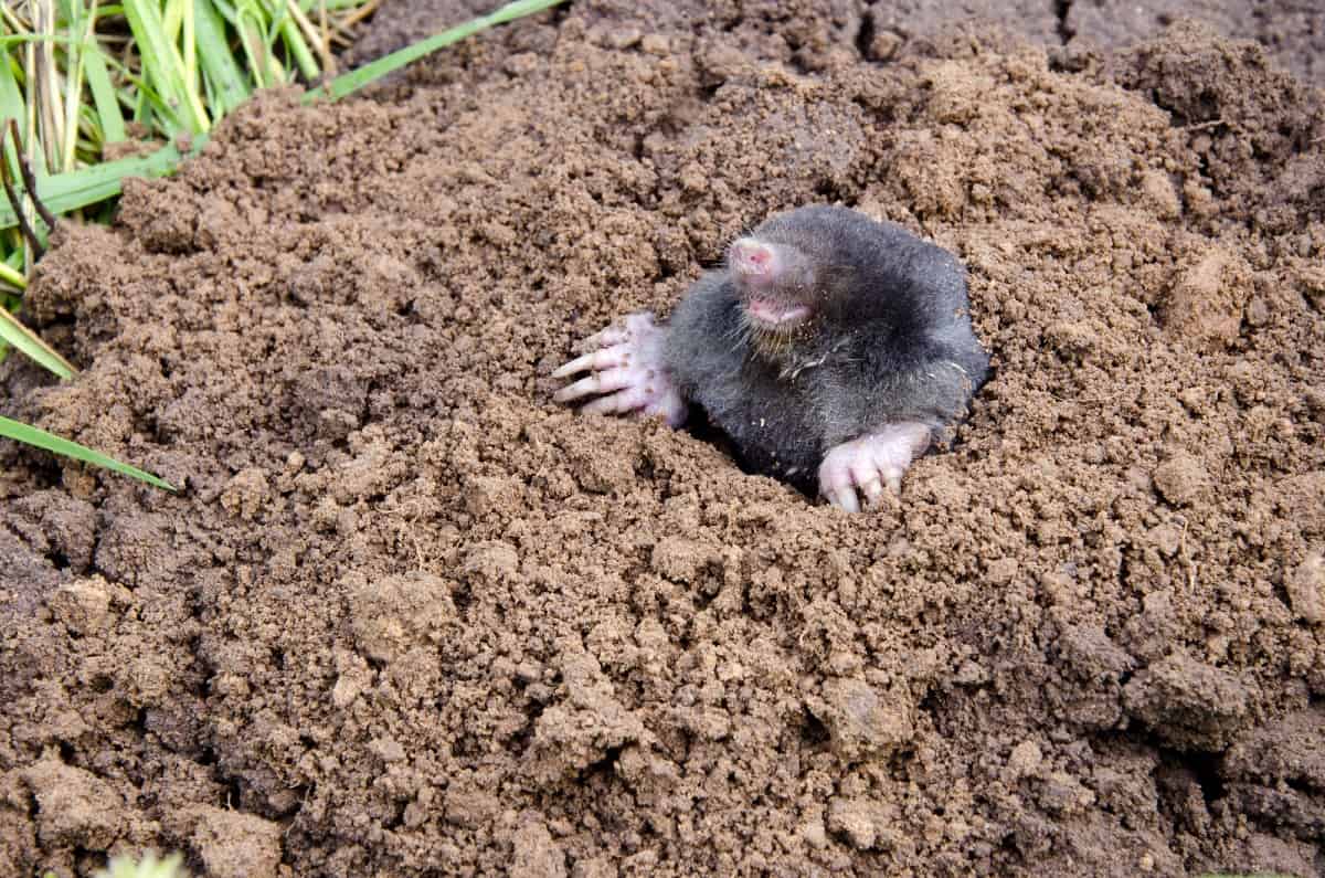 Mole emerging from the soil, a common pest in gardens and lawns.