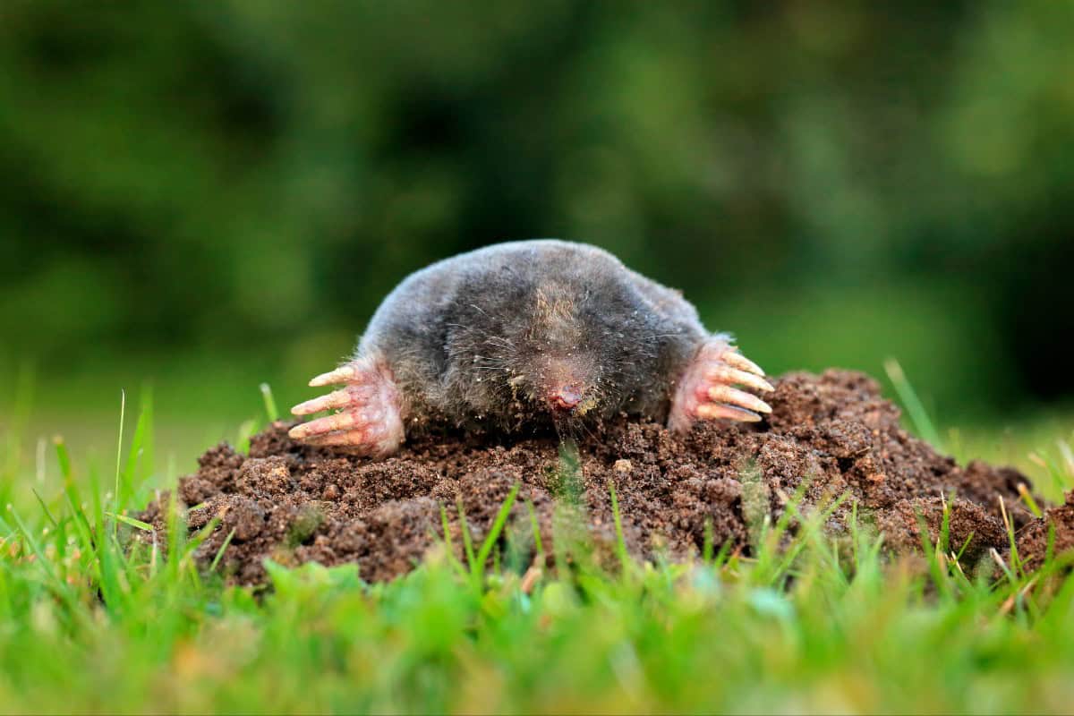Small mole on dirt mound, underground burrowing animal, mole habitat, nature wildlife.