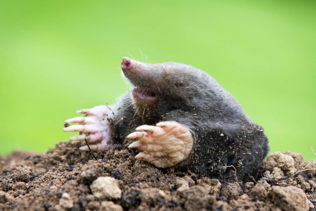 Mole digging in soil, burrowing, underground animal, small mammal, pest control, soil aeration.