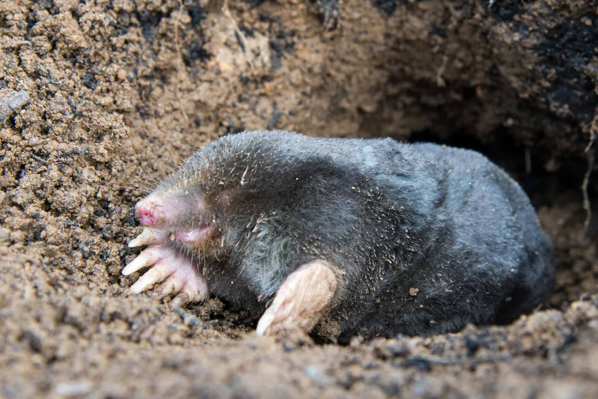 Fuzzy mole burrowed in soil, close-up underground animal photo.
