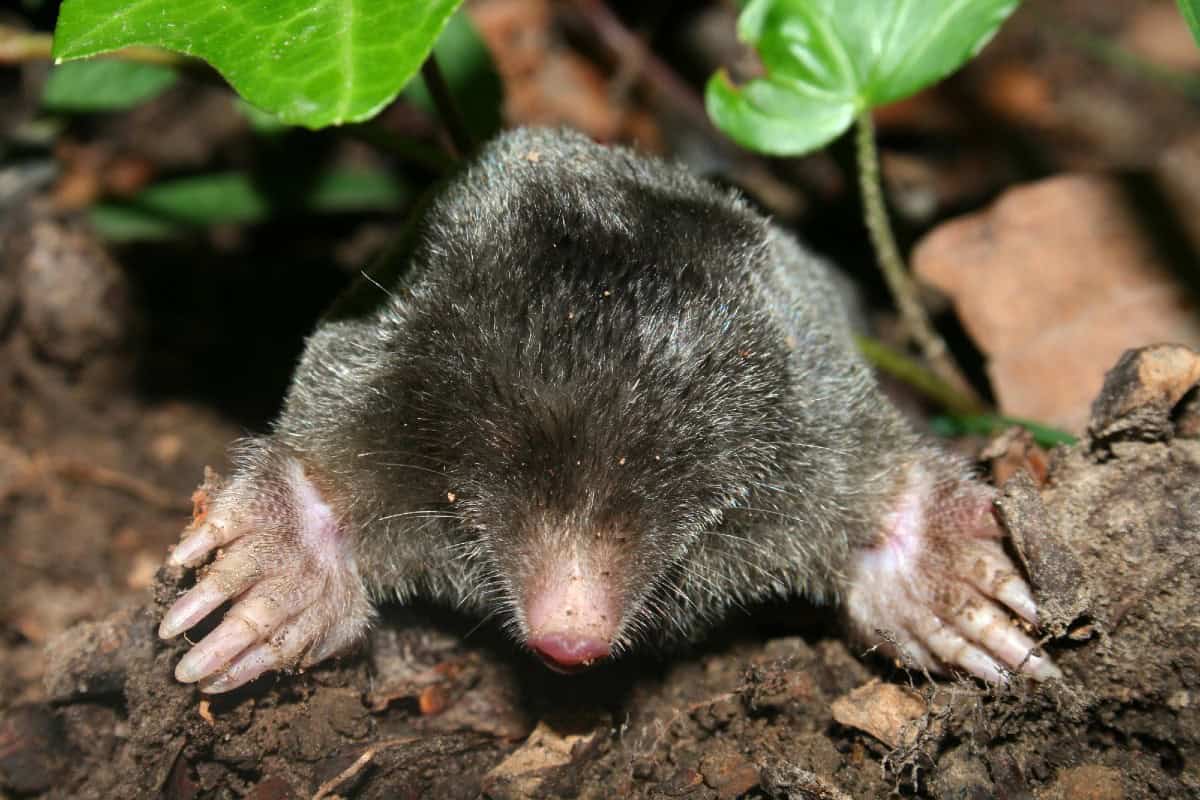 Fuzzy treated mole emerging from soil among green leaves and organic debris.